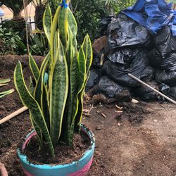 Beautiful Snake Plant Ceramic Pot $68each 