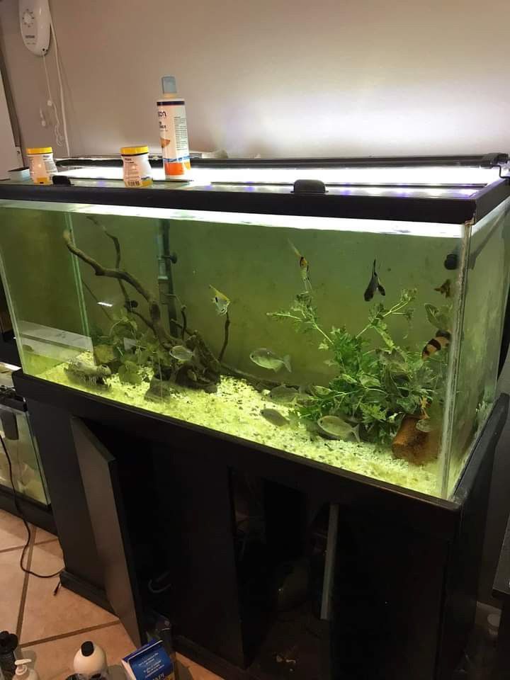 80 Gallon Aquarium With Light, Stand, And Filter