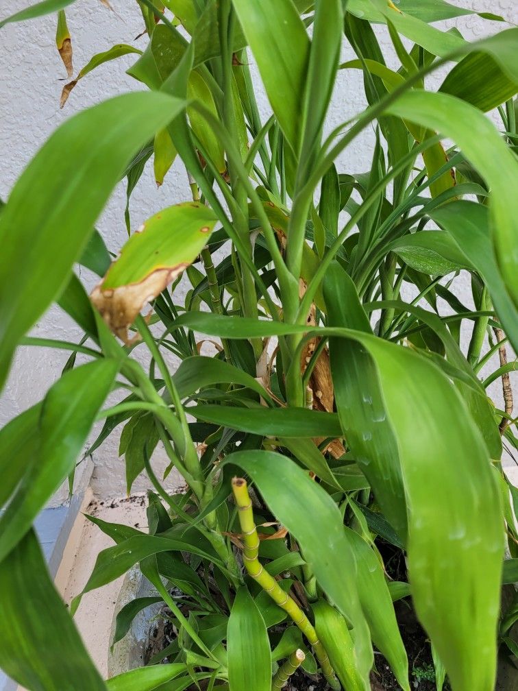 Lucky Bamboo  Cuttings With Root