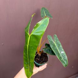 4” philodendron billietae 