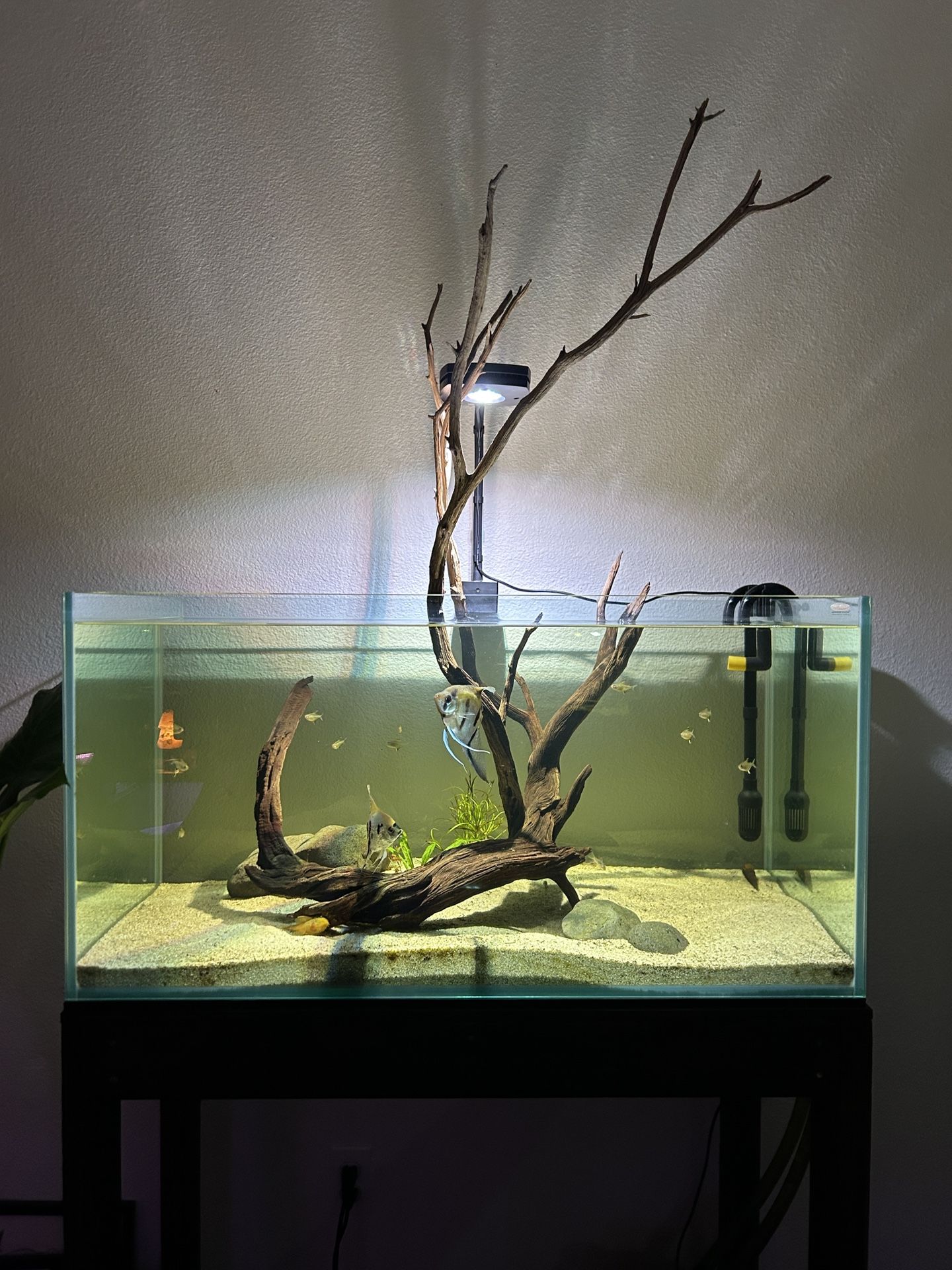 Mr Aqua 53g Tank