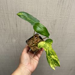 Philodendron Florida Beauty