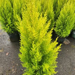 Lemon Cypress 2-2.5 Ft Tall $20