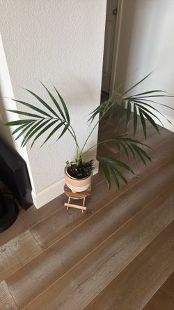 Plant 🪴 Dish Garden 