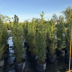 Podocarpus Plants 7 Gal