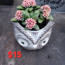 PLANT SALE THIS SATURDAY FROM 1PM TO 4PM SAN LORENZO