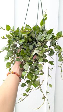 Hoya Krohniana Eskimo/Silver Splash Plant 6" Pot - Indoor House Plants
