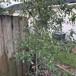 Florida Oak Tree