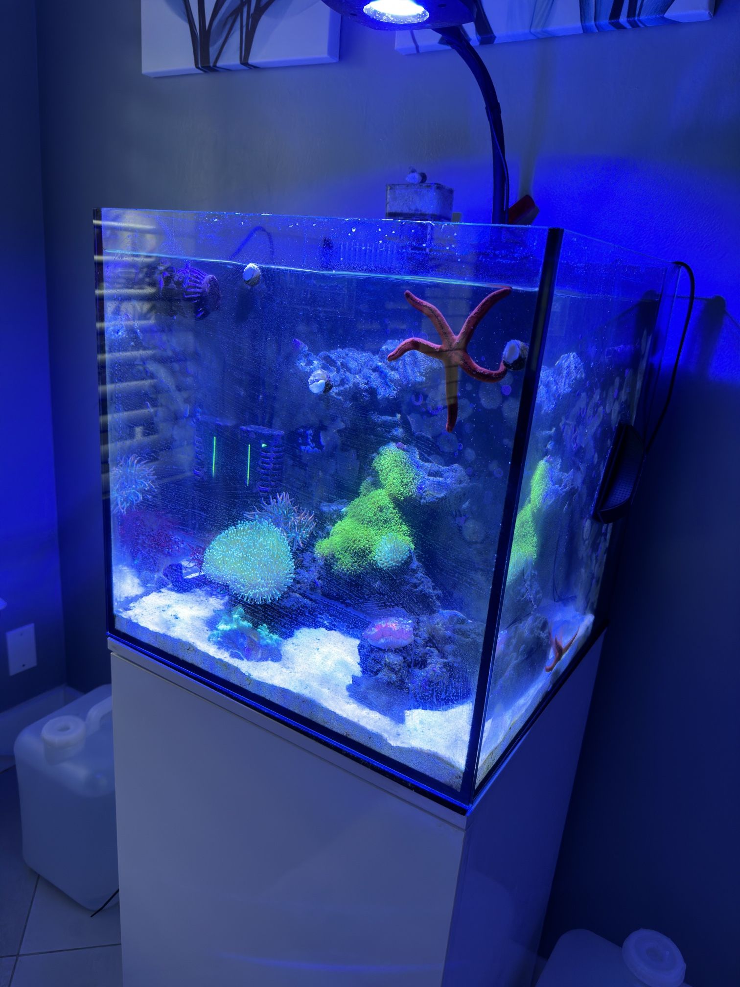 24 Gallon Saltwater Tank for Sale in Fort Lauderdale, FL OfferUp