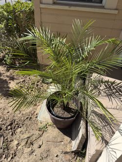 Pygmy Date Palm tree