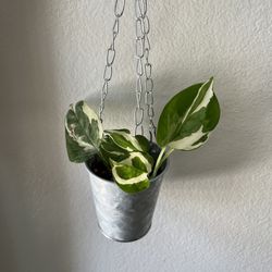 Pearls & Jade Pothos