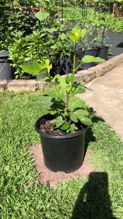 Fig Tree Plant in Black Nursery Pot