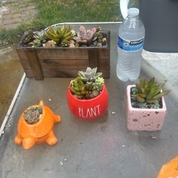 Succulent Arrangements 