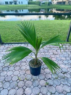 Fiji fan palm (Pritchardia Pacifica)