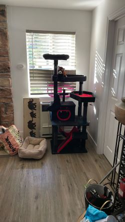 Like New My Kitten Passed Away