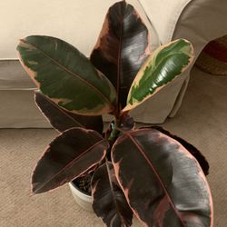 Variegated Rubber Tree Plant 