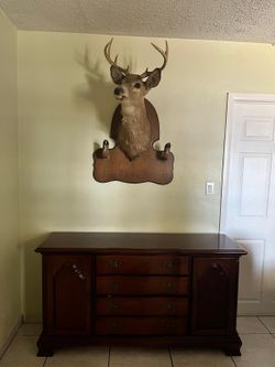 taxidermy- for Sale