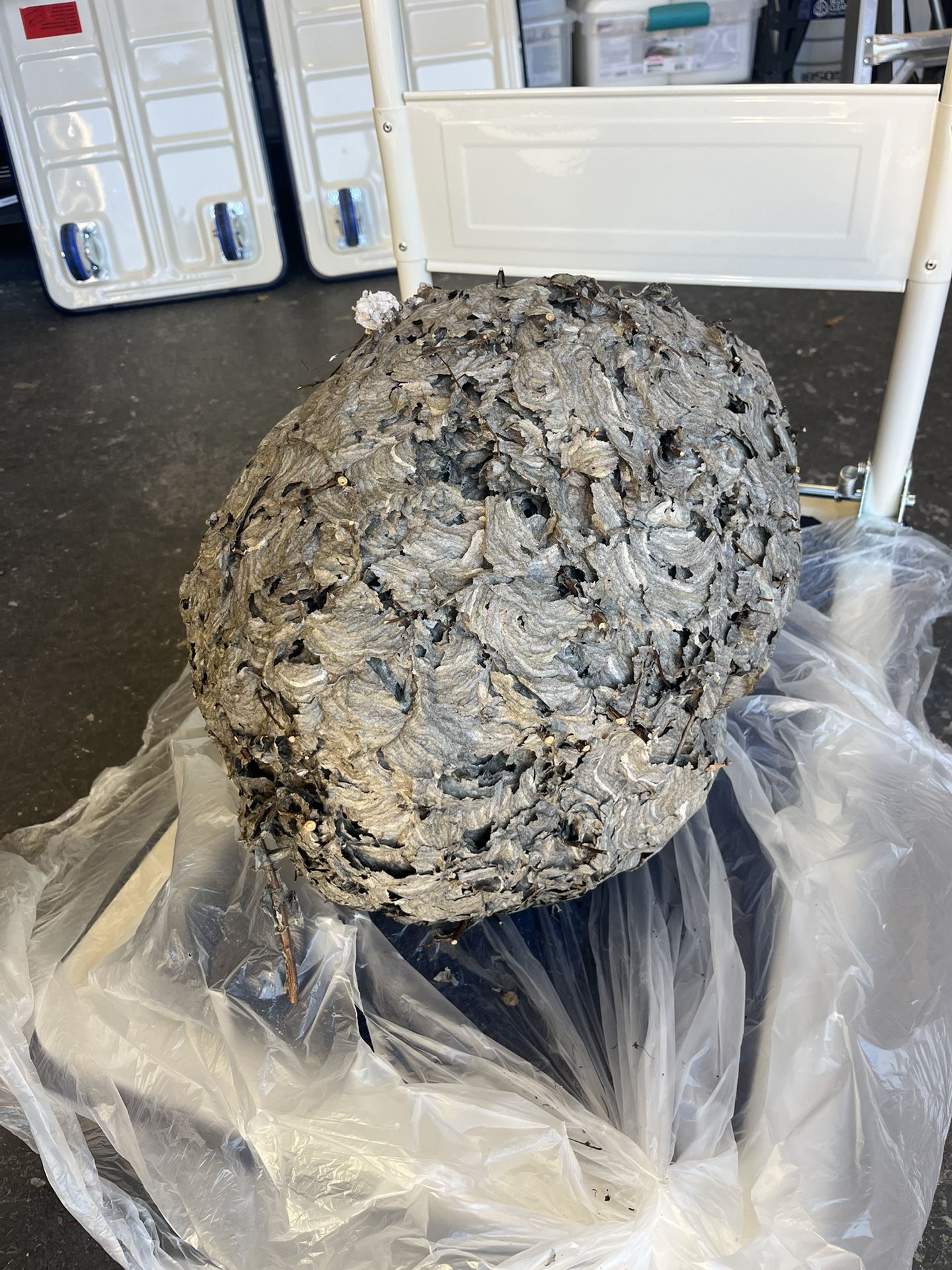 Bald Faced Hornet Nest
