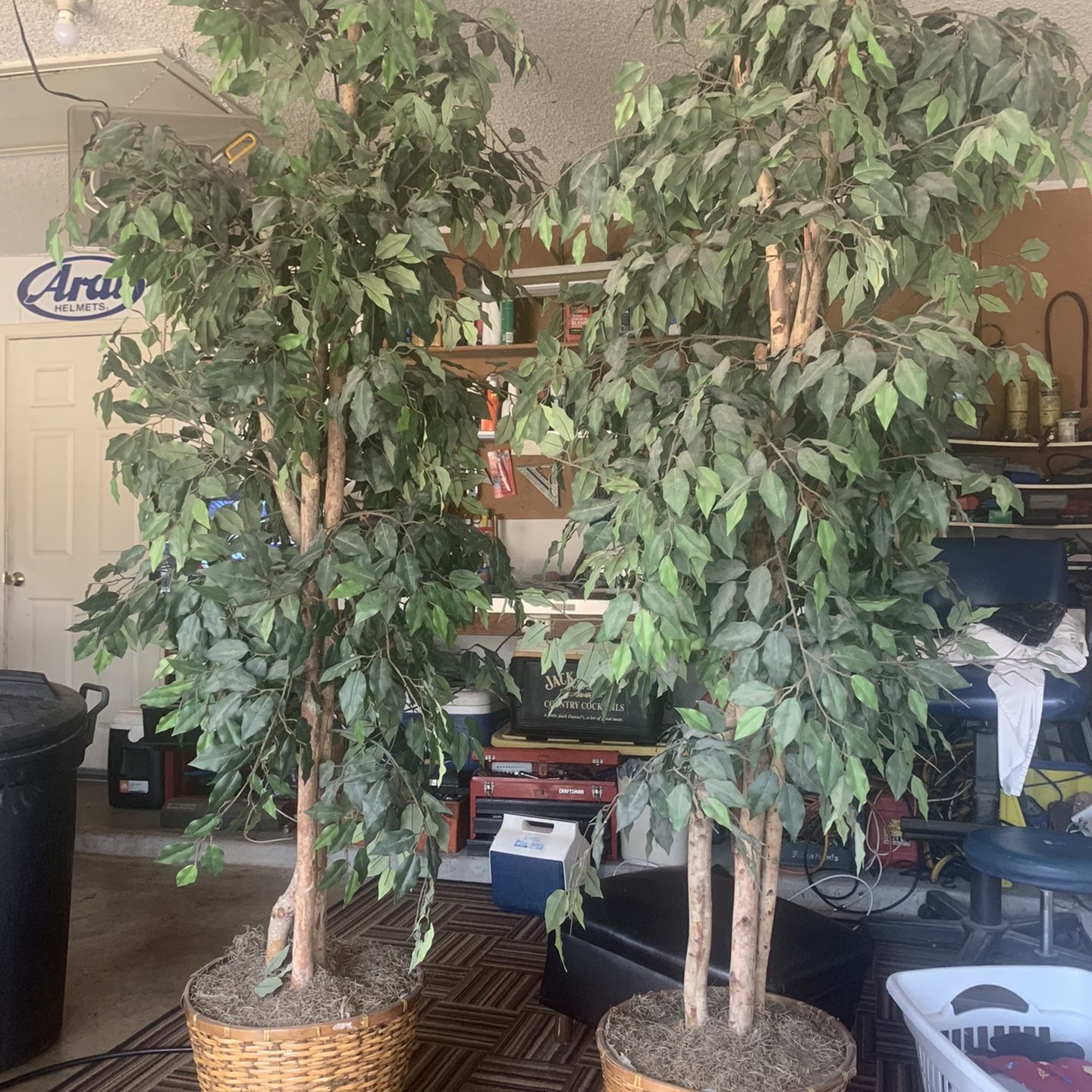 7 Ft Ficus Trees