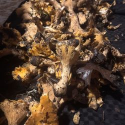 Chanterelles !!