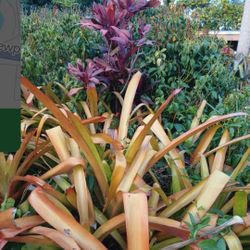 Orange Bromeliads Aechmea Blanchetiana Landscape Plant 