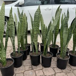 Beautiful Snake Plant 10$ Each