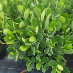 Beautiful Clusias Plants For Inmediate Privacy!!! About 4 Feet Tall Measurements Over The Pot!! Fertilized 