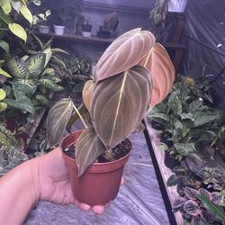 4” Philodendron Melano 