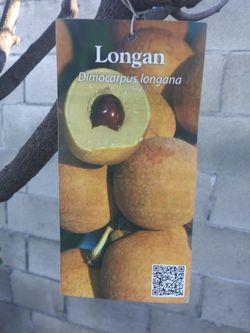 Longan dimocarpus longana