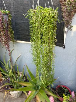Succulents con Colgadera de macrame