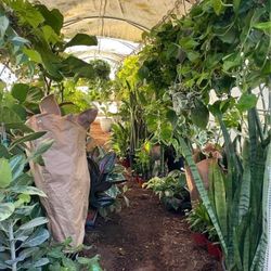 Live Plant!!~7ft Super Healthy fiddle leaf, Ceramic Pot Not Included; 95820