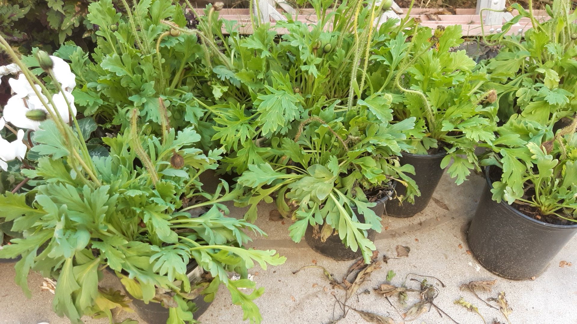 Iceland poppy 2.50 each 2 for 4 pack