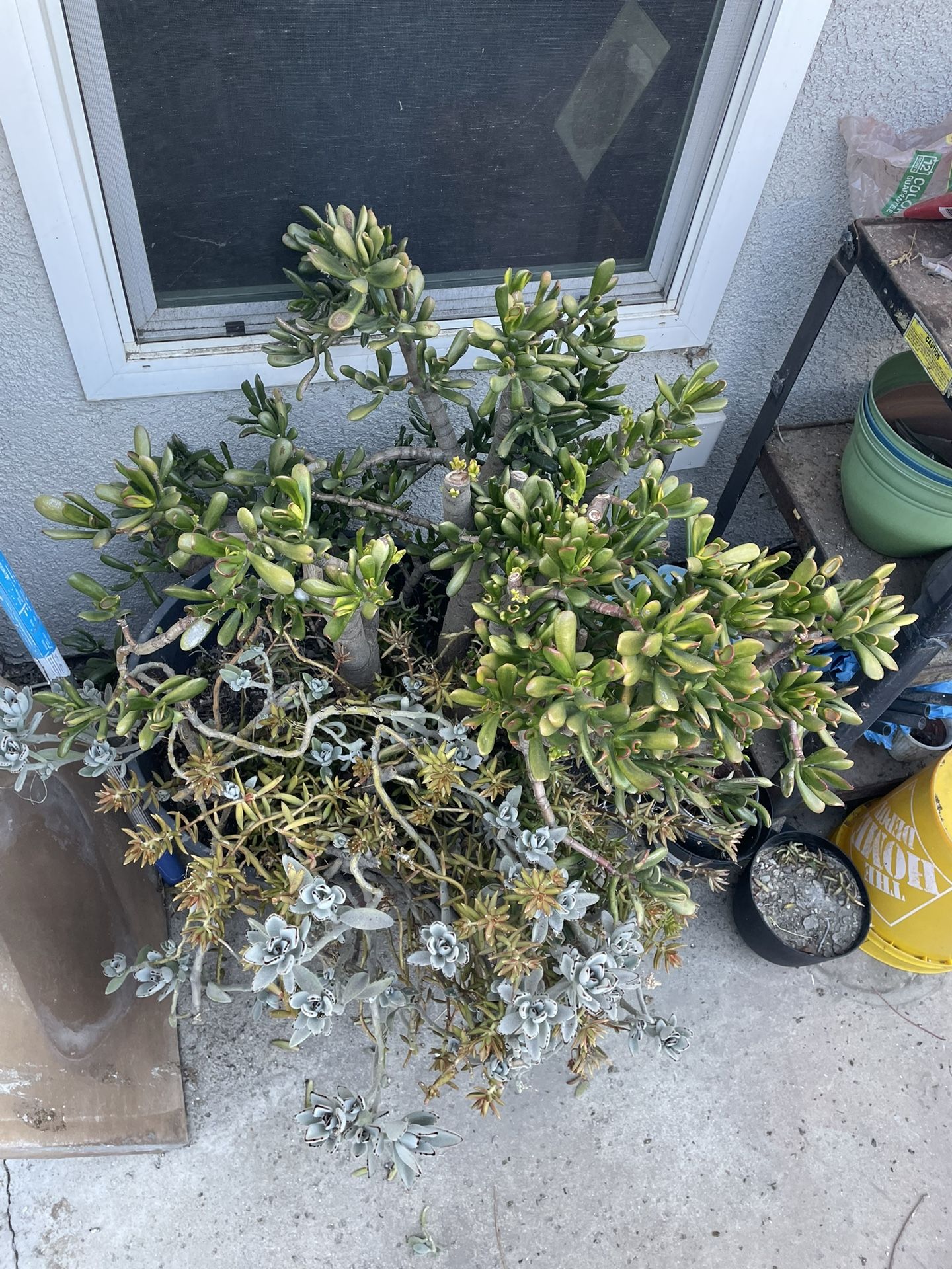 Free Potted Plant Arrangement Includes Pot Very Large