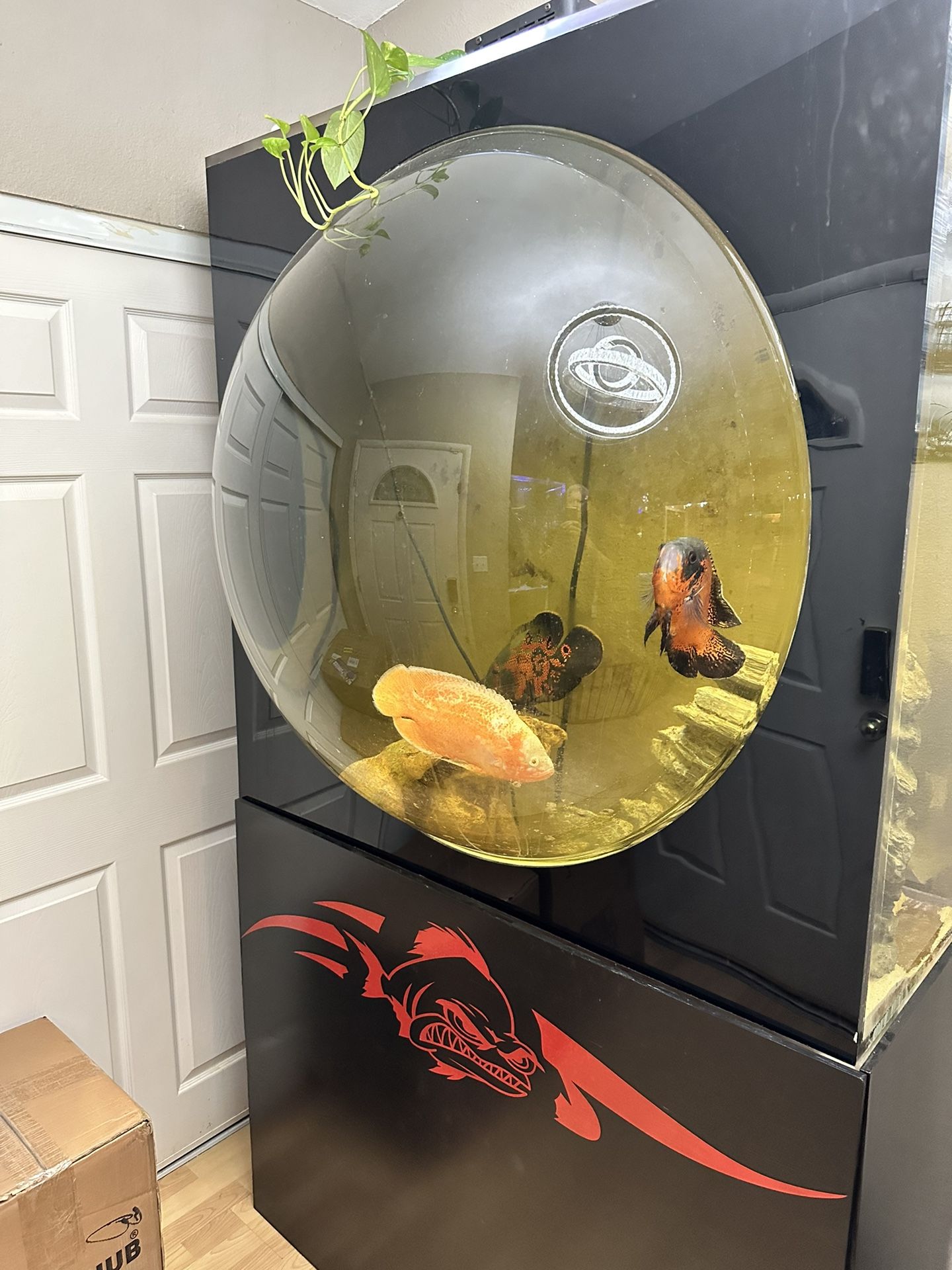 ATM Bubble fish Tank for Sale in Las Vegas, NV - OfferUp
