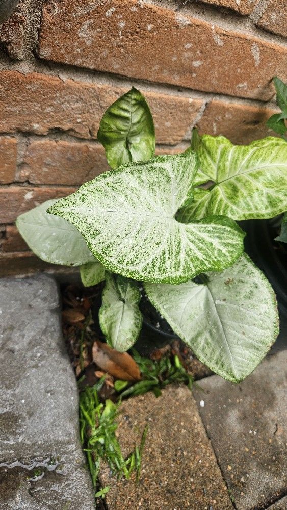 Plant