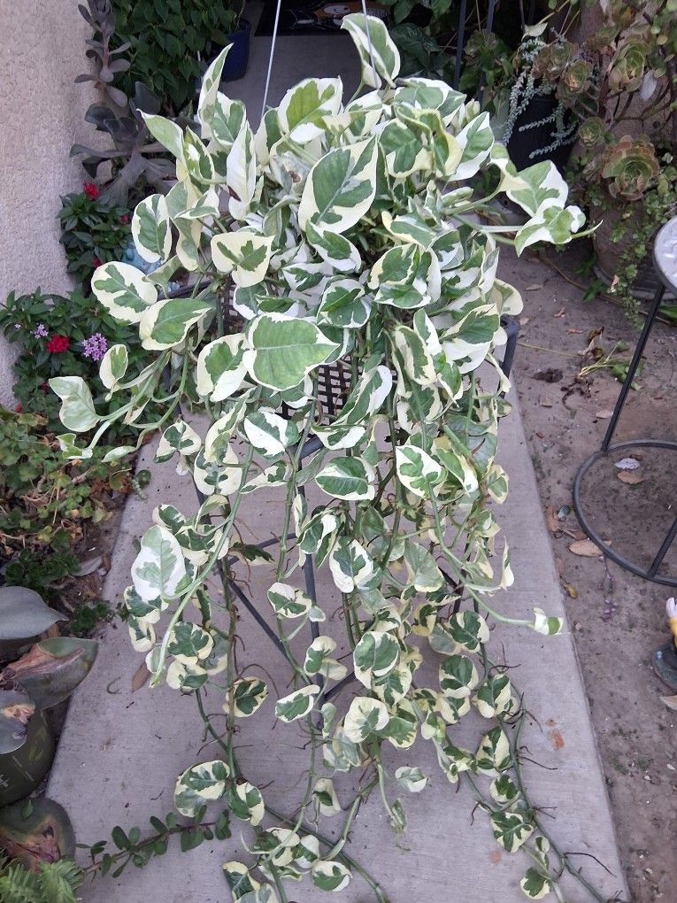 XLONG N'Joy Pothos Plant $35