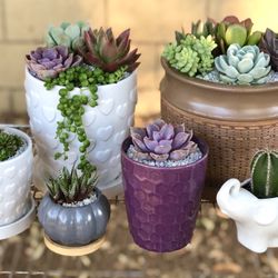Succulent plants arrangements