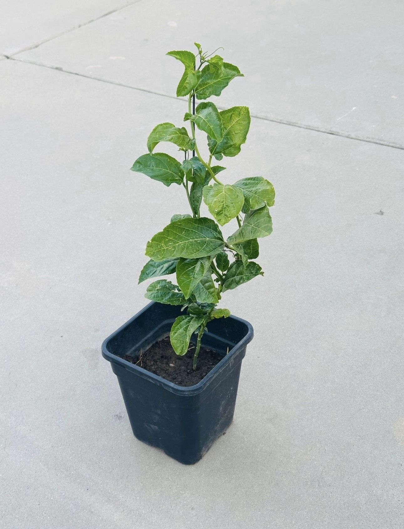 Passion Fruit Plants π±