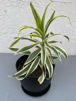 Dracaena ‘Song of India’