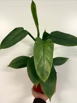 Philodendron Silver Sword
