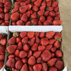 Fresh Strawberries