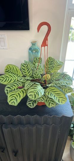 Prayer plant