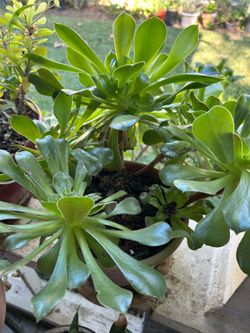 Planta