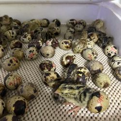 Jumbo Quail Hatching Eggs