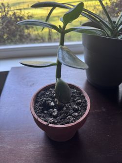 Jade Plant