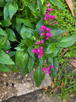 Pentas Flowers.