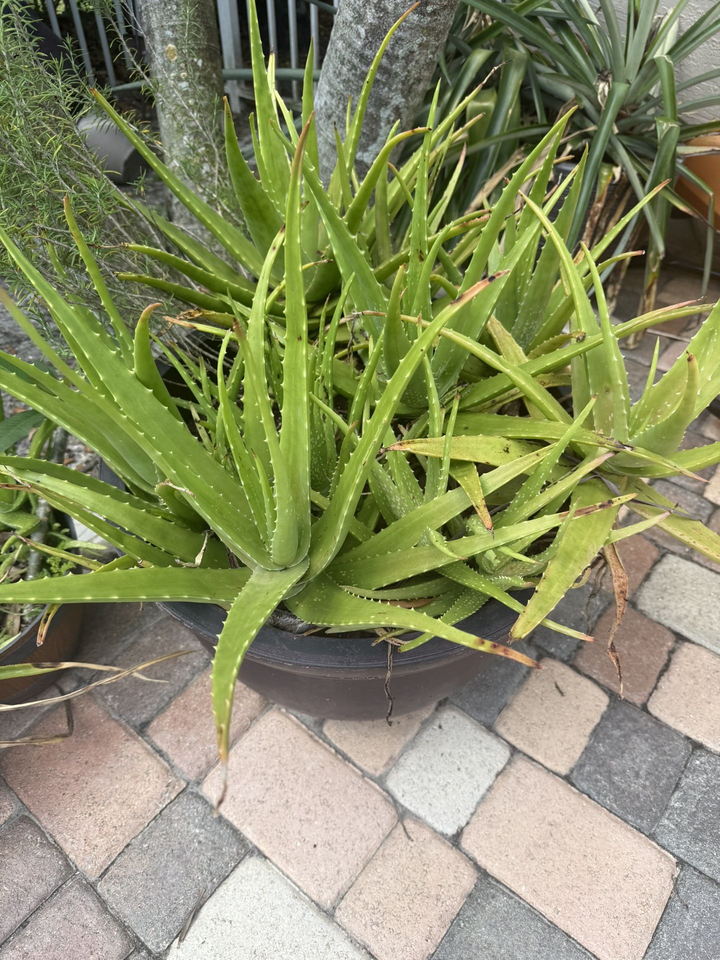 Huge Pot Full Of Aloe plants.