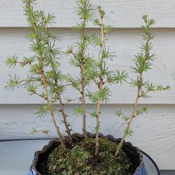Bonsai Tree  From Japan