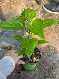 Carolina Reaper