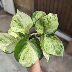 Manjula Pothos Houseplant 